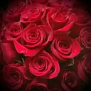 Botanical Designs logo